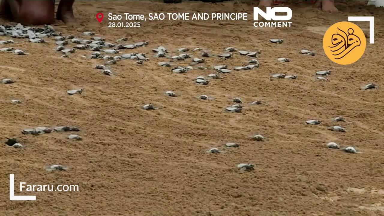 رهاسازی ۴۰۰ بچه لاک‌ پشت در دریا/ ویدئو