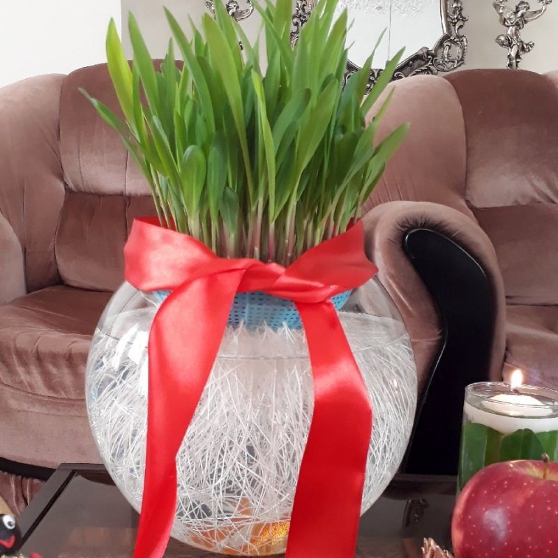 عید امسال متفاوت‌ترین سبزه رو درست کن
