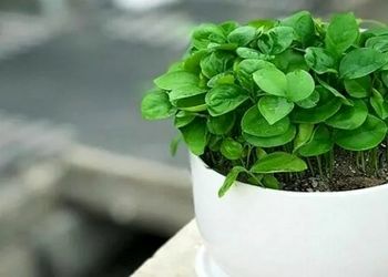 چگونه در سه روز سبزه عید خود را آماده کنیم؟