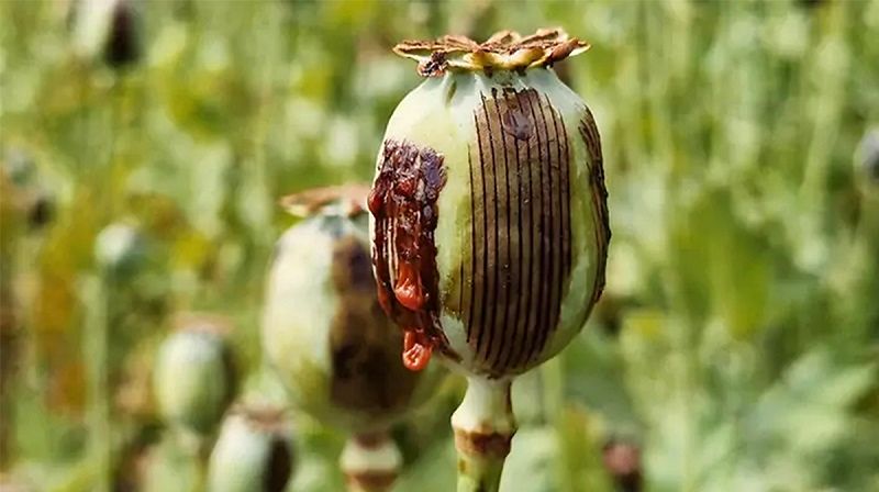 ۷ باور غلط درمورد تریاک